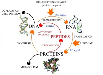 The Importance Of Peptide Technology | Khavinson Peptides - Vita Stream Inc