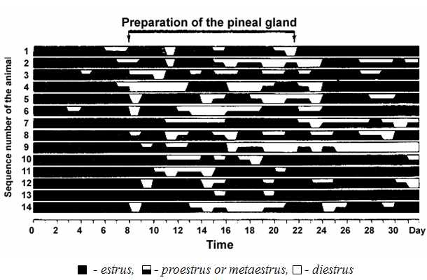 preparation-of-pineal-gland.gif